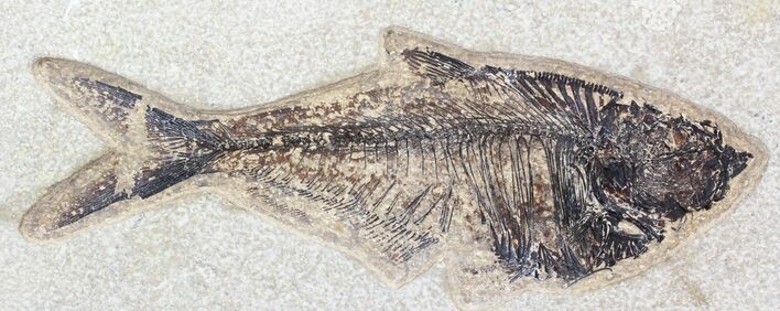 Diplomystus Fossil Fish - Inch Layer #29485